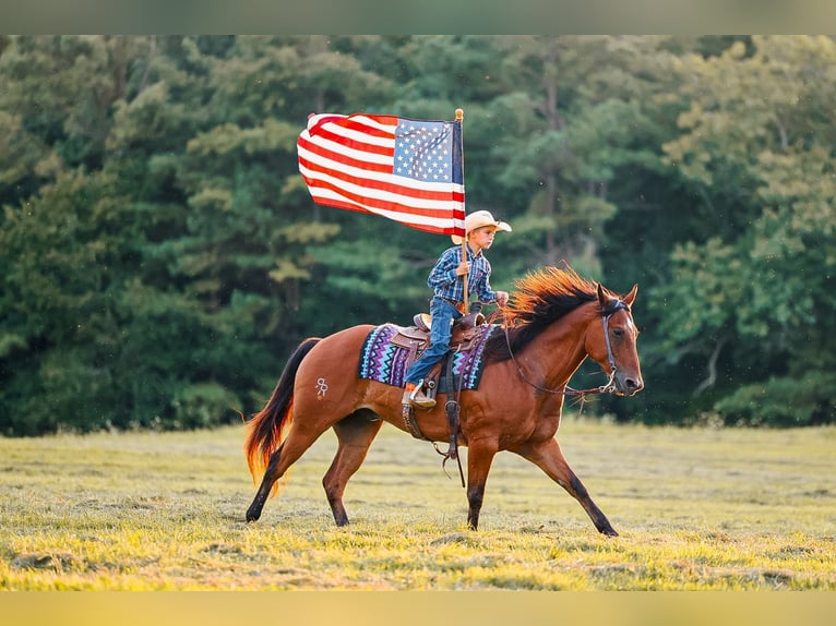 American Quarter Horse Wallach 8 Jahre Rotbrauner in Lyles