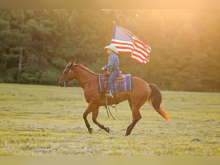 American Quarter Horse Wallach 8 Jahre Rotbrauner in Lyles