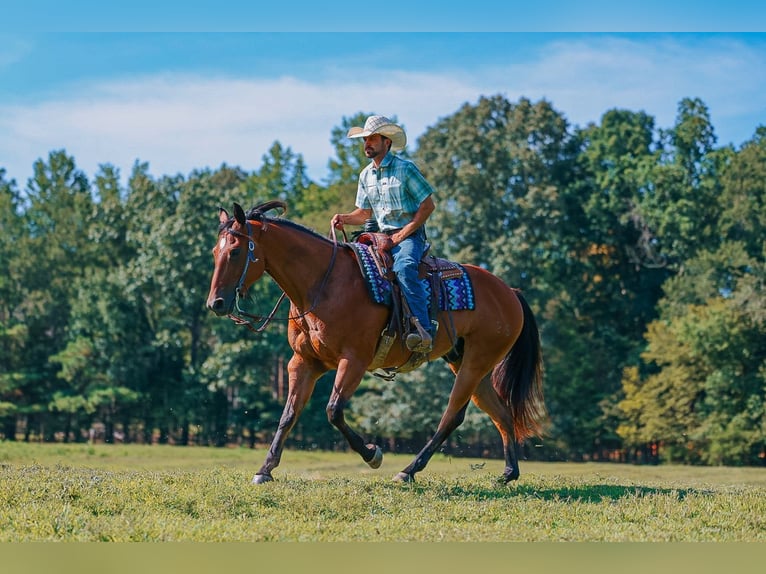 American Quarter Horse Wallach 8 Jahre Rotbrauner in Lyles