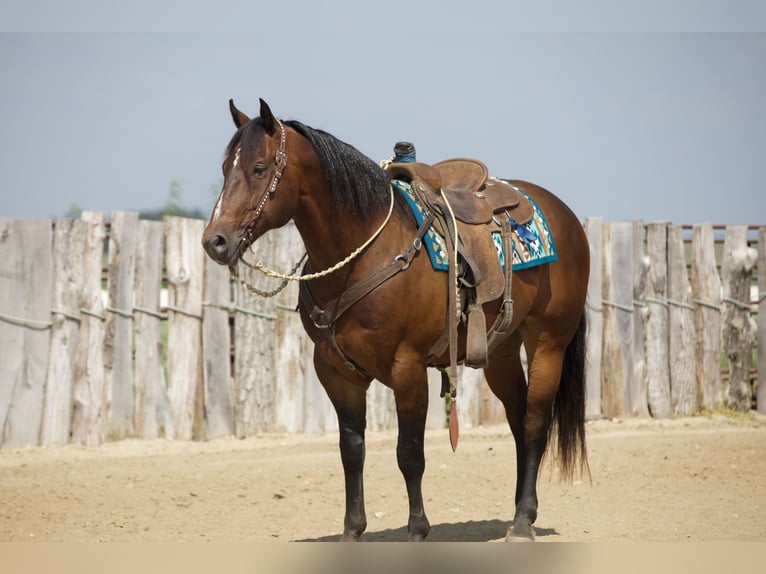 American Quarter Horse Wallach 8 Jahre Rotbrauner in Bernard