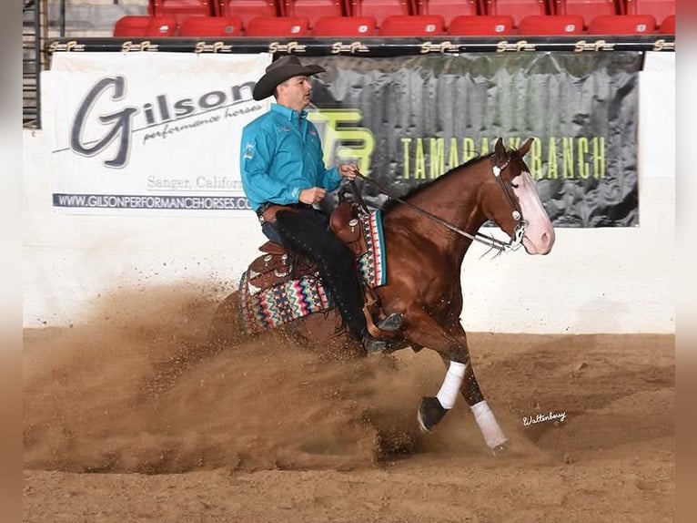 American Quarter Horse Wallach 8 Jahre Rotbrauner in Buffalo