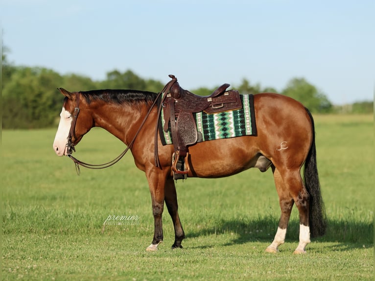 American Quarter Horse Wallach 8 Jahre Rotbrauner in Buffalo