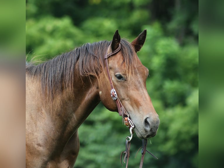 American Quarter Horse Wallach 8 Jahre Rotbrauner in Somerset, KY
