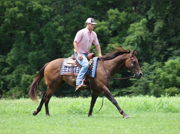 American Quarter Horse Wallach 8 Jahre Rotbrauner in Somerset, KY