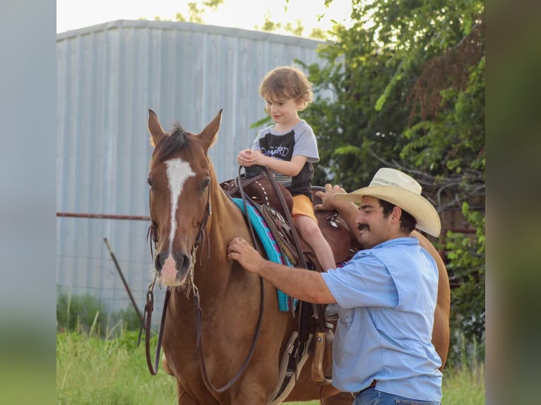 American Quarter Horse Wallach 8 Jahre Rotbrauner in Stephenville Tx