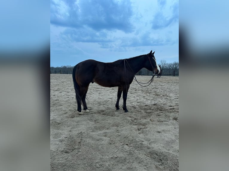 American Quarter Horse Wallach 8 Jahre Rotbrauner in Owenton, KY