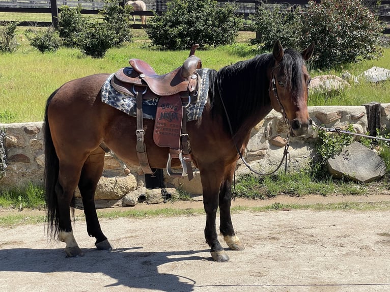 American Quarter Horse Wallach 8 Jahre Rotbrauner in Murrieta, CA