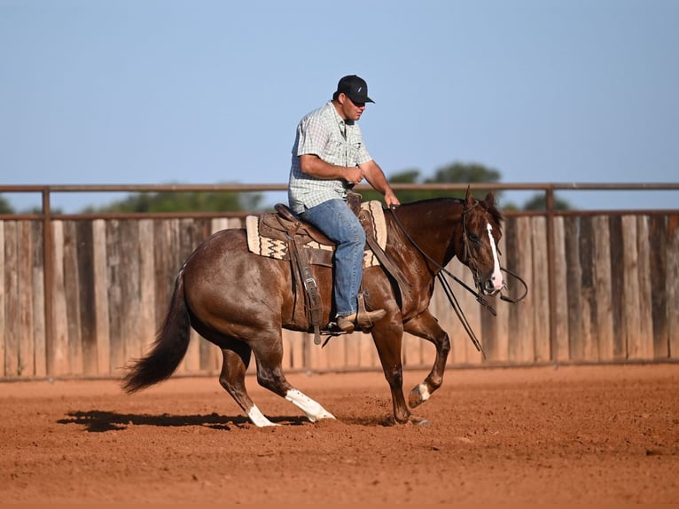 American Quarter Horse Wallach 8 Jahre Rotfuchs in Waco