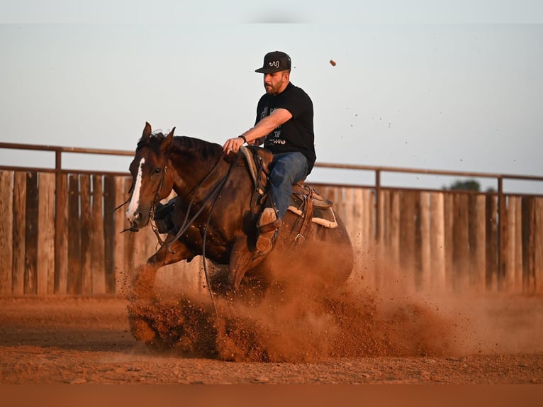 American Quarter Horse Wallach 8 Jahre Rotfuchs in Waco