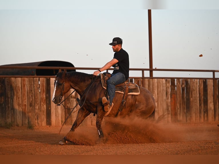 American Quarter Horse Wallach 8 Jahre Rotfuchs in Waco