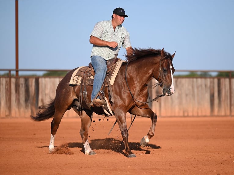 American Quarter Horse Wallach 8 Jahre Rotfuchs in Waco