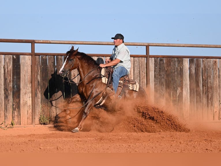American Quarter Horse Wallach 8 Jahre Rotfuchs in Waco