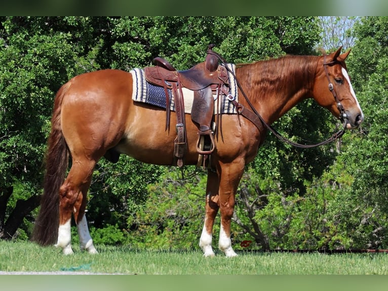American Quarter Horse Wallach 8 Jahre Rotfuchs in Jacksboro, TX