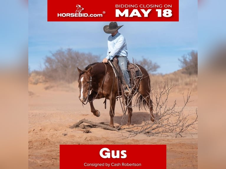 American Quarter Horse Wallach 8 Jahre Rotfuchs in Canyon