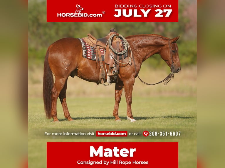 American Quarter Horse Wallach 8 Jahre Rotfuchs in Rexburg