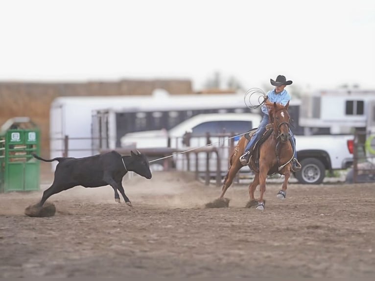 American Quarter Horse Wallach 8 Jahre Rotfuchs in Rexburg