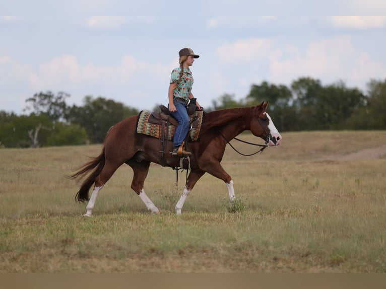 American Quarter Horse Wallach 8 Jahre Rotfuchs in Mount Vernon