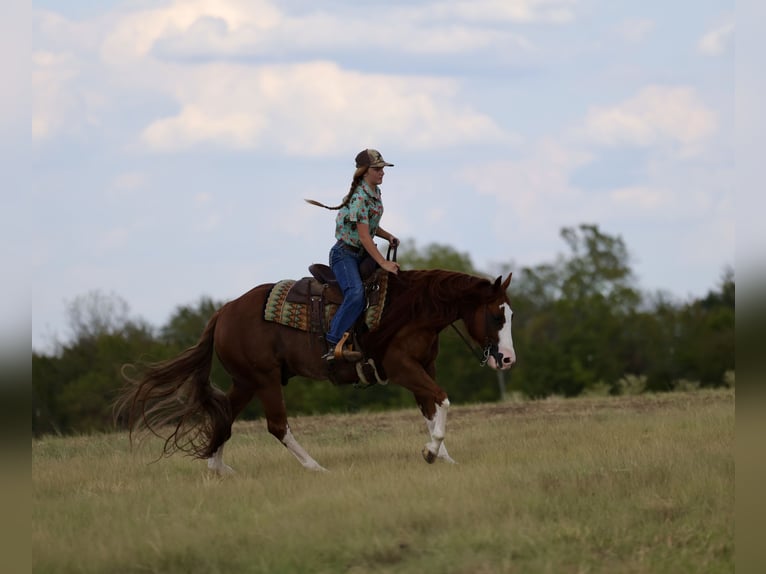 American Quarter Horse Wallach 8 Jahre Rotfuchs in Mount Vernon