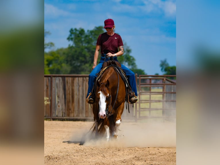 American Quarter Horse Wallach 8 Jahre Rotfuchs in Mount Vernon