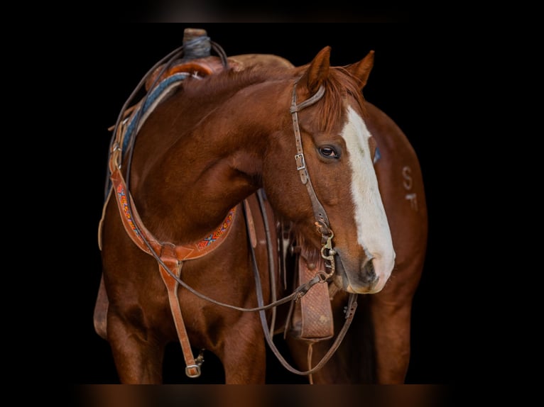 American Quarter Horse Wallach 8 Jahre Rotfuchs in Decorah