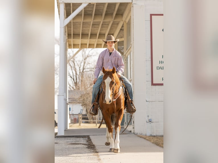 American Quarter Horse Wallach 8 Jahre Rotfuchs in Decorah