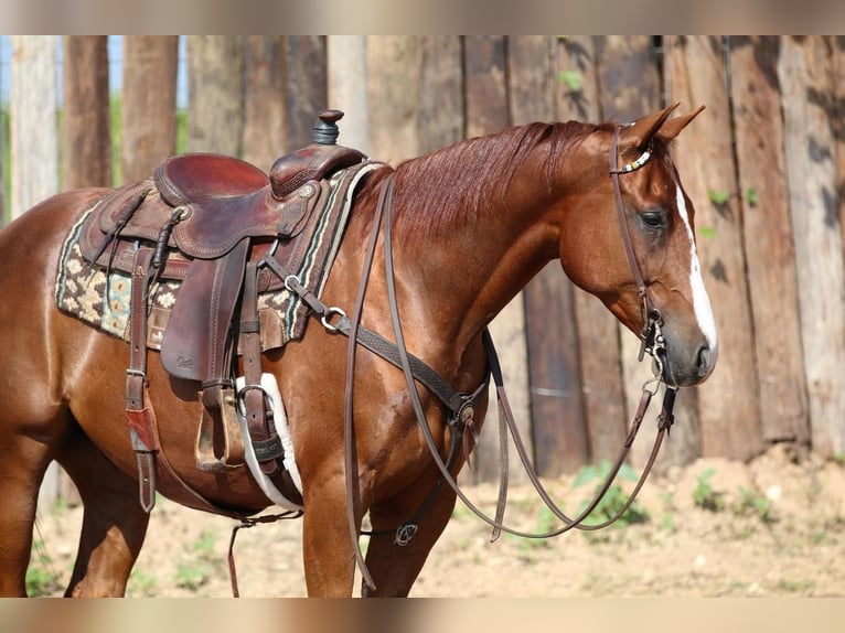 American Quarter Horse Wallach 8 Jahre Rotfuchs in Joshua, TX