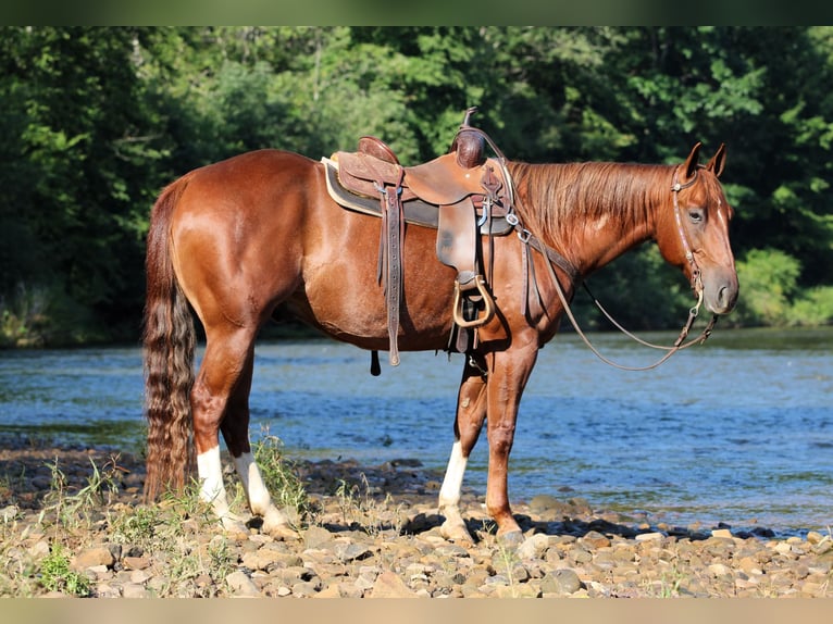 American Quarter Horse Wallach 8 Jahre Rotfuchs in Clarion