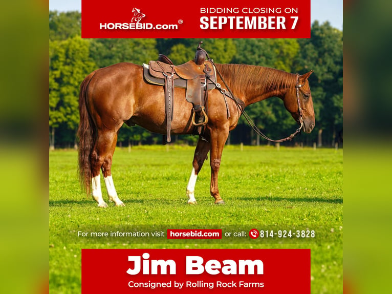 American Quarter Horse Wallach 8 Jahre Rotfuchs in Clarion