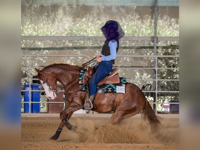 American Quarter Horse Wallach 8 Jahre Rotfuchs in Narni