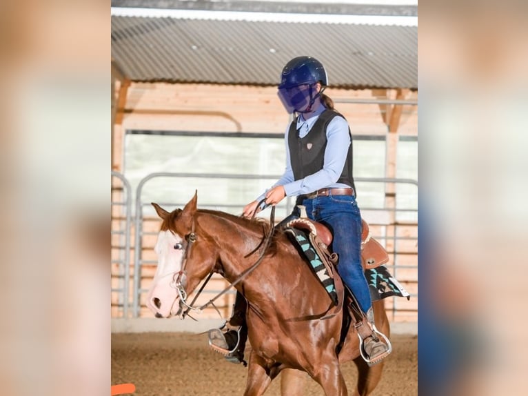 American Quarter Horse Wallach 8 Jahre Rotfuchs in Narni