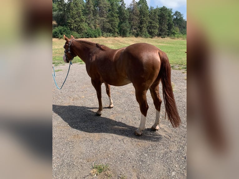 American Quarter Horse Wallach 8 Jahre Rotfuchs in Narni