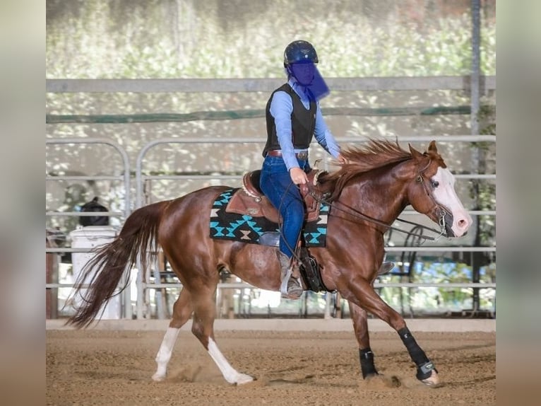 American Quarter Horse Wallach 8 Jahre Rotfuchs in Narni