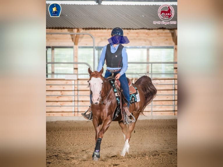 American Quarter Horse Wallach 8 Jahre Rotfuchs in Narni