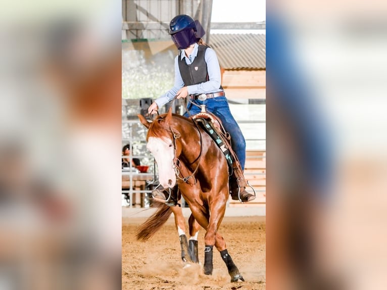 American Quarter Horse Wallach 8 Jahre Rotfuchs in Narni