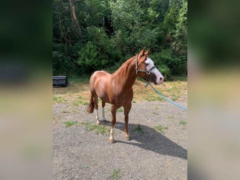 American Quarter Horse Wallach 8 Jahre Rotfuchs in Narni
