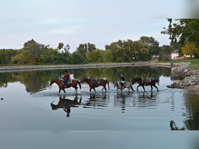 American Quarter Horse Wallach 8 Jahre Rotfuchs in Fairbanks IA