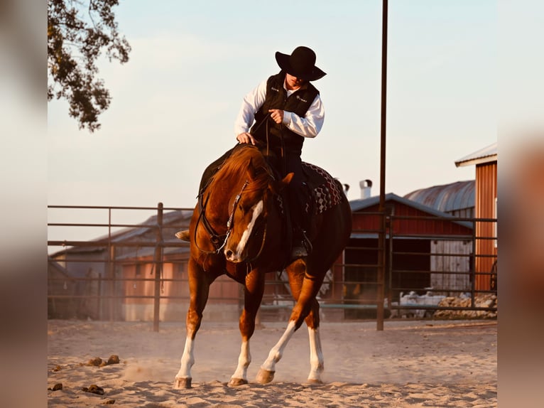 American Quarter Horse Wallach 8 Jahre Rotfuchs in Fairbanks IA