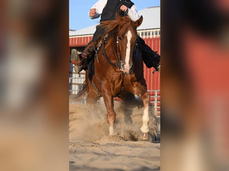 American Quarter Horse Wallach 8 Jahre Rotfuchs in Fairbanks IA