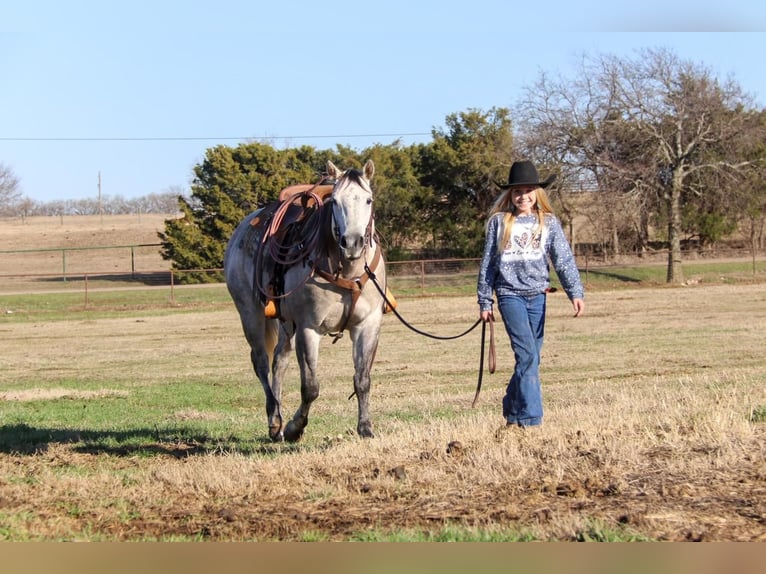 American Quarter Horse Wallach 8 Jahre Schimmel in Joshua, TX
