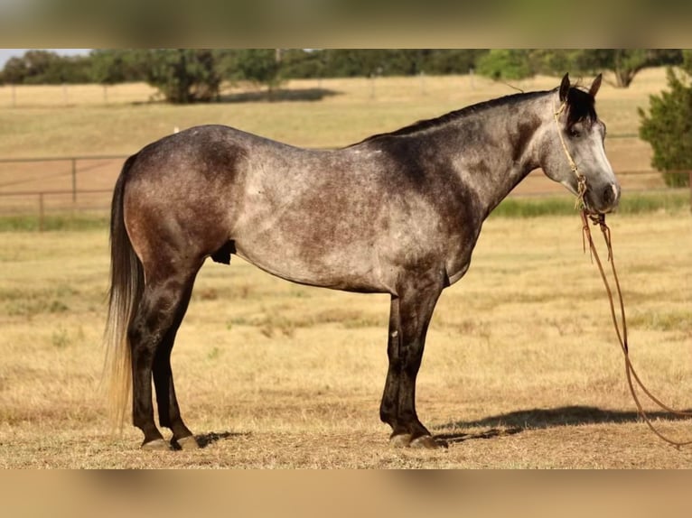 American Quarter Horse Wallach 8 Jahre Schimmel in Pilot Point, TX
