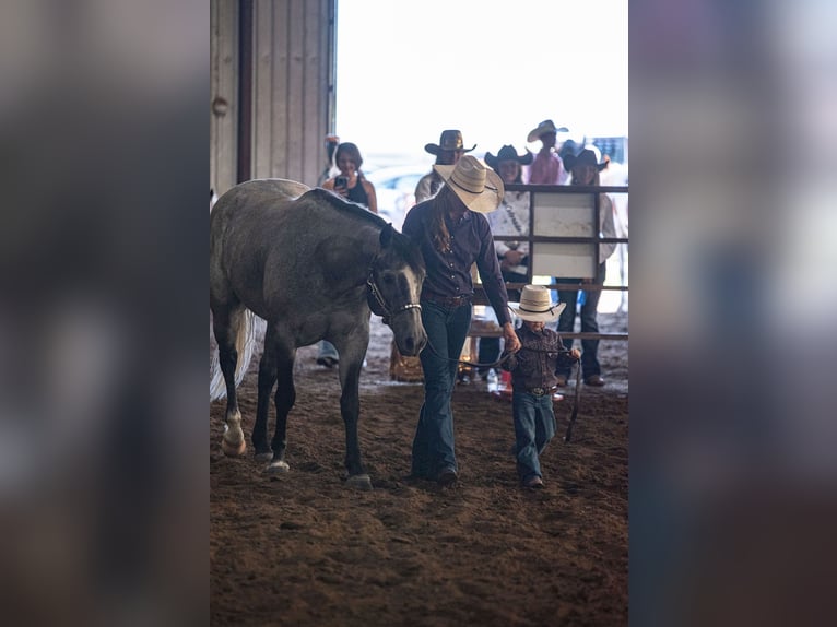 American Quarter Horse Wallach 8 Jahre Schimmel in Akron
