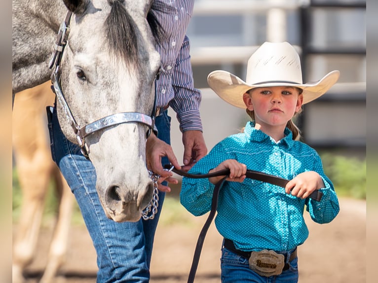 American Quarter Horse Wallach 8 Jahre Schimmel in Akron