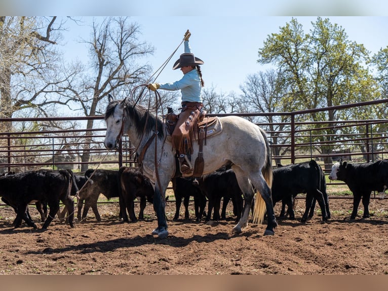 American Quarter Horse Wallach 8 Jahre Schimmel in Akron