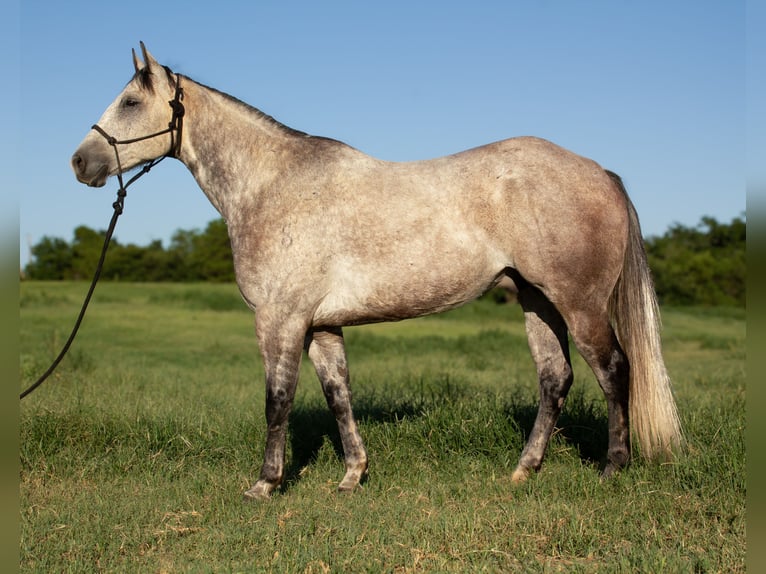 American Quarter Horse Wallach 8 Jahre Schimmel in Stillwater