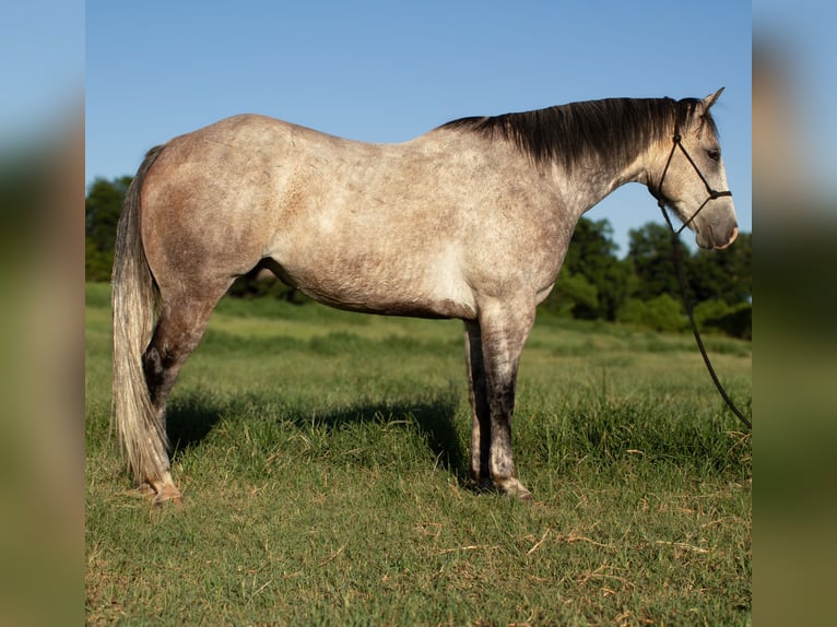 American Quarter Horse Wallach 8 Jahre Schimmel in Stillwater