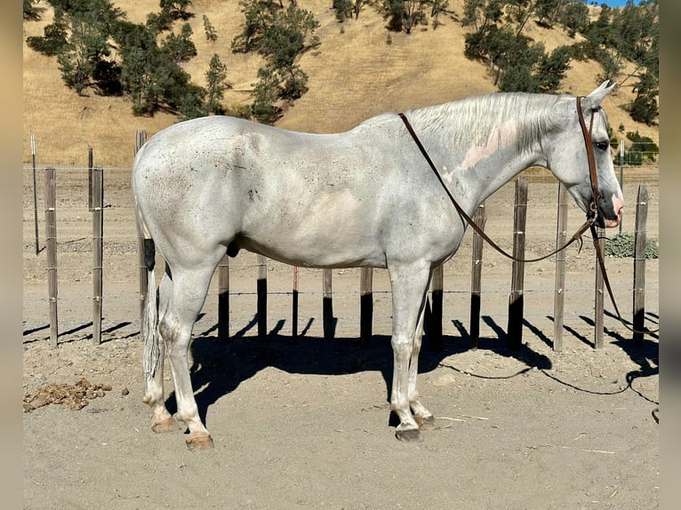 American Quarter Horse Wallach 8 Jahre Schimmel in BITTERWATER, CA