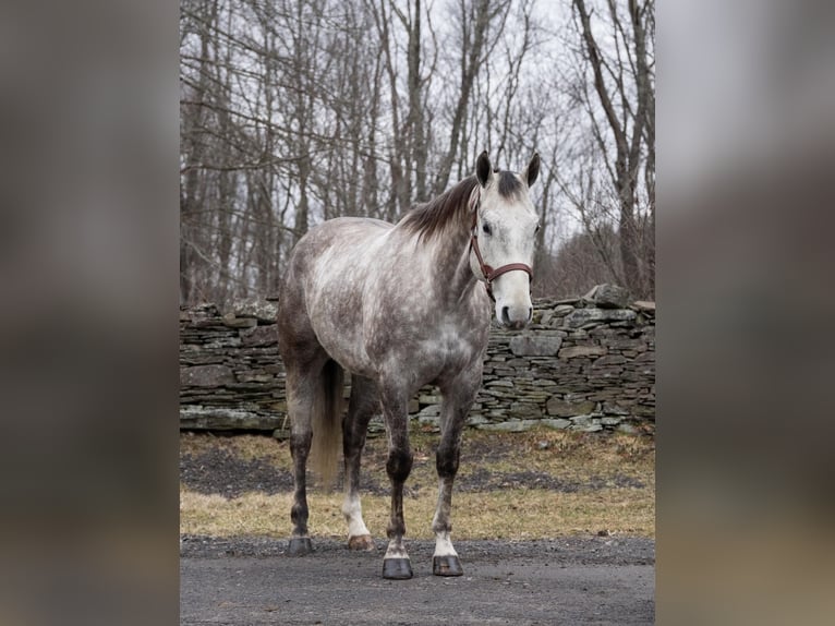 American Quarter Horse Wallach 8 Jahre Schimmel in Everett PA
