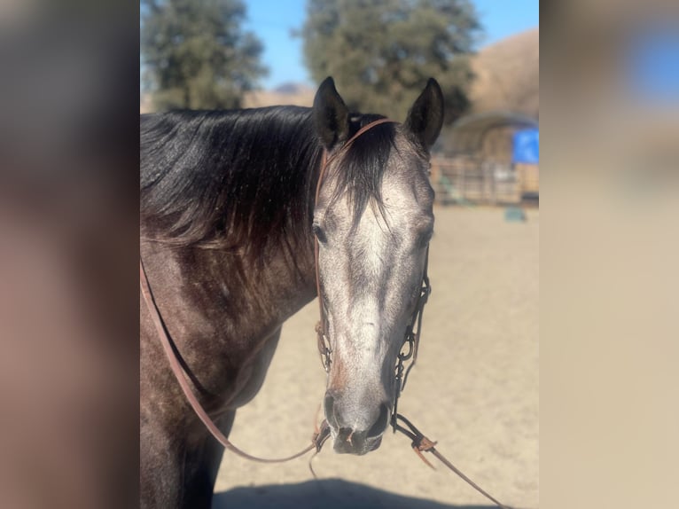 American Quarter Horse Wallach 8 Jahre Schimmel in Paicines CA
