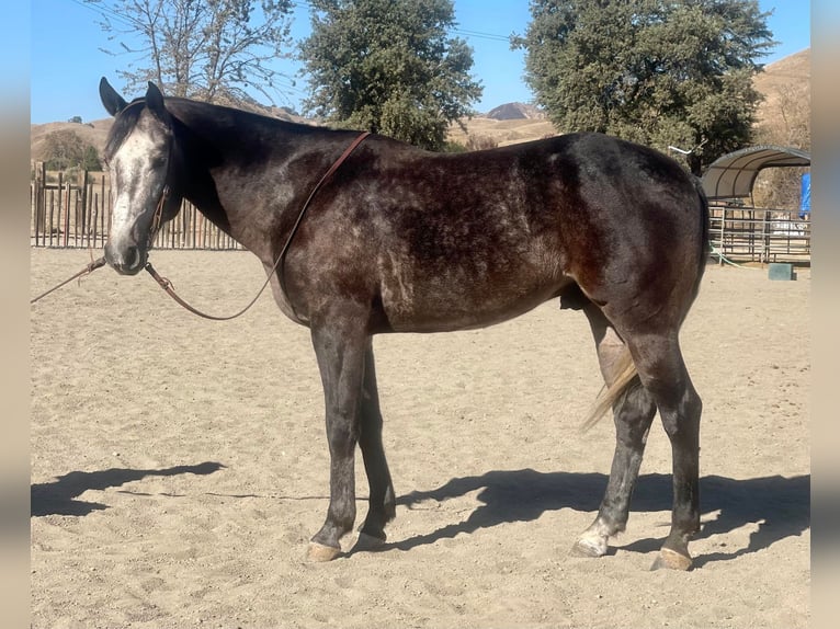 American Quarter Horse Wallach 8 Jahre Schimmel in Paicines CA