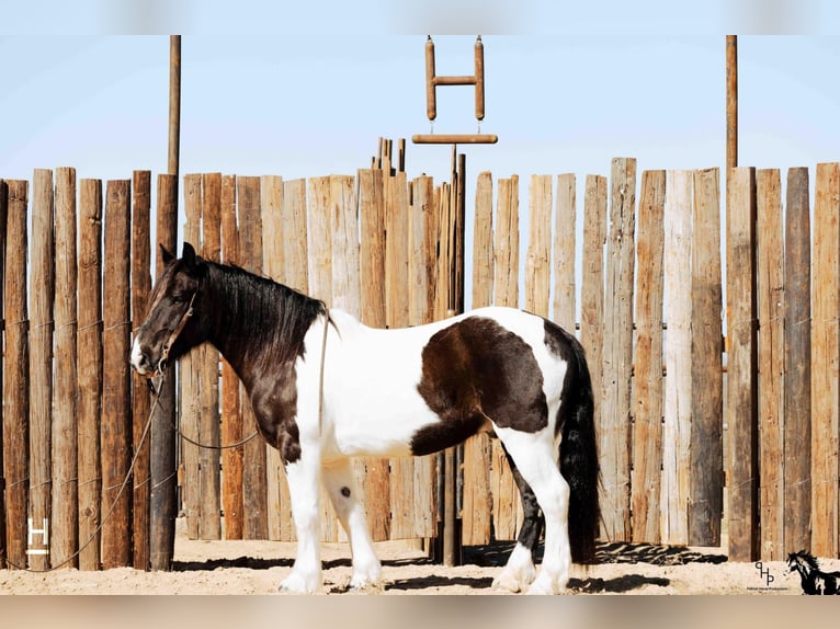 American Quarter Horse Wallach 8 Jahre Tobiano-alle-Farben in Joshua, TX